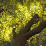 Photosynthetic rememberance