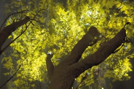 Photosynthetic rememberance