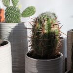 Cactus. Alberto Gorgojo | cactus alberto gorgojo 6