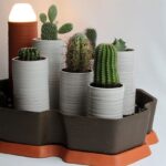 Cactus. Alberto Gorgojo | cactus alberto gorgojo 9