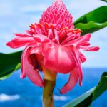 David LaChapelle. Fotografiska. American Way of Life | 2019 david lachapelle magenta torch ginger no 1 2019 hawaii credit line david lachapelle courtesy of fotografiska new york