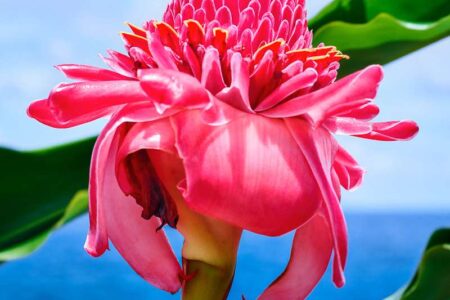 David LaChapelle. Fotografiska. American Way of Life | 2019 david lachapelle magenta torch ginger no 1 2019 hawaii credit line david lachapelle courtesy of fotografiska new york