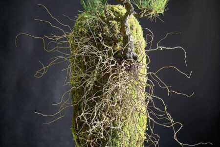 Arte floral. Pine. Yuji Kobayashi Foto: © Koichi Imabayashi | 5 photo by koichi imabayashi