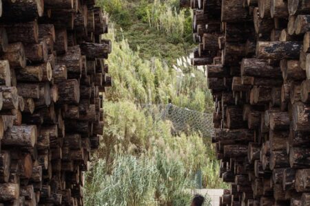 Festival TAC!, Lost Forest | adria goula_ lost forest_8606
