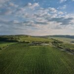 Bodega, viñedos, cubierta verde | bodega gurdau1