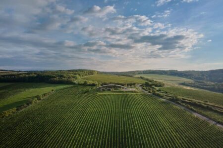 Bodega, viñedos, cubierta verde | bodega gurdau1