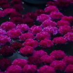 Vidi Aquam. Shane Connolly. Festival Flora. Arte floral | cfestivalflora_shineconnelly__lauramlombardia_07