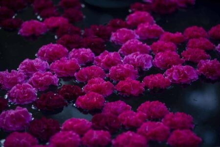 Vidi Aquam. Shane Connolly. Festival Flora. Arte floral | cfestivalflora_shineconnelly__lauramlombardia_07