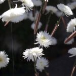 Desideratum (La fuerza de un deseo). Terabitia Arte Floral. Festival Flora. Arte floral | cfestivalflora_terabitia__lauramlombardia_13