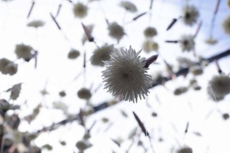Desideratum (La fuerza de un deseo). Terabitia Arte Floral. Festival Flora. Arte floral | cfestivalflora_terabitia__lauramlombardia_16