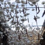 Desideratum (La fuerza de un deseo). Terabitia Arte Floral. Festival Flora. Arte floral | cfestivalflora_terabitia__lauramlombardia_17