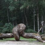 Common Root. Henrique Oliveira. 2019. Arte Sella, Italy. Arte y naturaleza | common root detail 2019 arte sella italy oak trees plywood and tree bark among other materials 45 x 33 x 10m no photo credit