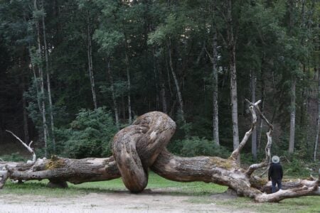 Common Root. Henrique Oliveira. 2019. Arte Sella, Italy. Arte y naturaleza | common root detail 2019 arte sella italy oak trees plywood and tree bark among other materials 45 x 33 x 10m no photo credit
