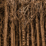 Panorama. Eva Jospin. Arte y naturaleza | eva_jospin flufoto roomdiseno4