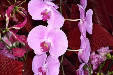 Festival Flora 2017. Arte floral | festival_flora edu_nave roomdiseno21