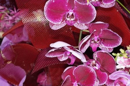 Festival Flora 2017. Arte floral | festival_flora edu_nave roomdiseno22