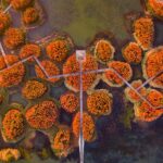 Turescape, Fish Tail Park, bosque flotante | fish tail park9 copia