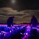 Grow. Studio Roosegaarde. Paisajes artificiales. Land Art | grow7