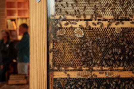 Beezantium. Casa para abejas. Invisible Studio | invisible studio roomdiseno8