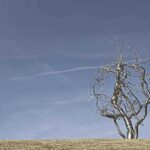 Ferment. Roxy Paine. Paisajes artificiales. Land Art | jolynne martinez ferment