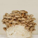 Food design. Laila Gohar | laila gohar23