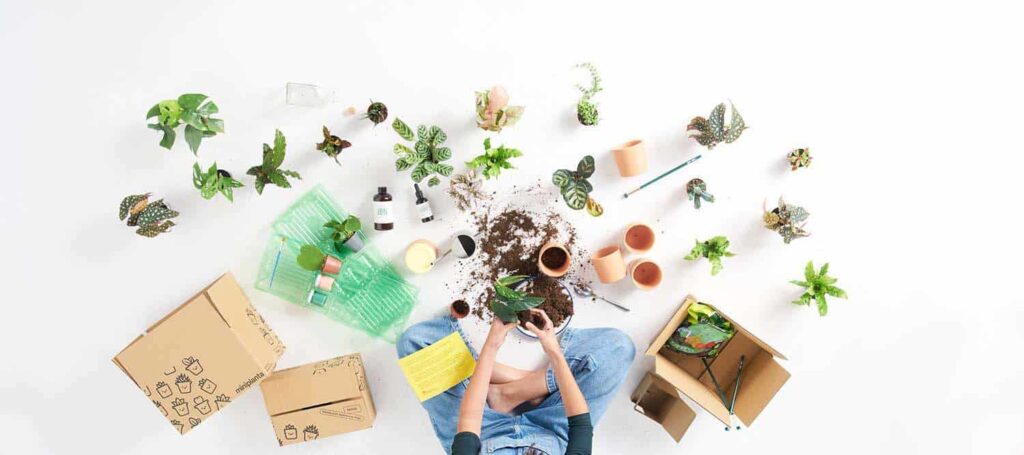 Miniplanta. Regalo sostenible | mini planta_2_483 2