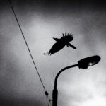 Where Have the Birds Gone. Nicolas St-Pierre. URBAN Photo Awards 2021. Fotografía urbana | nstp where have the birds gone 21