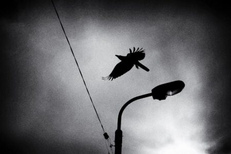 Where Have the Birds Gone. Nicolas St-Pierre. URBAN Photo Awards 2021. Fotografía urbana | nstp where have the birds gone 21