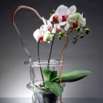 Canarie. Design Gallery. Andrea Branzi