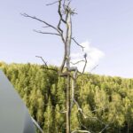 Idenity. Giuseppe Penone. © Archivio Penone. Arte y naturaleza | identity 2019 cod_2250