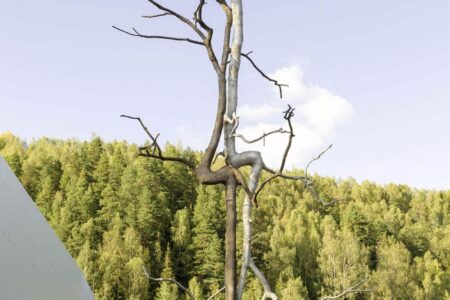 Idenity. Giuseppe Penone. © Archivio Penone. Arte y naturaleza | identity 2019 cod_2250