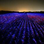Agricultura sostenible. Studio Roosegaarde. Daan Roosegaarde | studio roosegaarde roomdiseno