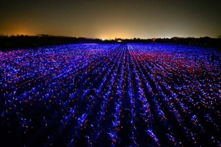 Agricultura sostenible. Studio Roosegaarde. Daan Roosegaarde | studio roosegaarde roomdiseno