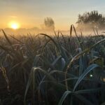 Agricultura sostenible. Studio Roosegaarde. Daan Roosegaarde | studio roosegaarde roomdiseno1