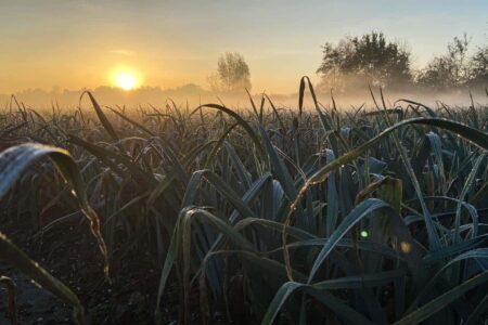 Agricultura sostenible. Studio Roosegaarde. Daan Roosegaarde | studio roosegaarde roomdiseno1