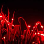 Agricultura sostenible. Studio Roosegaarde. Daan Roosegaarde | studio roosegaarde roomdiseno2