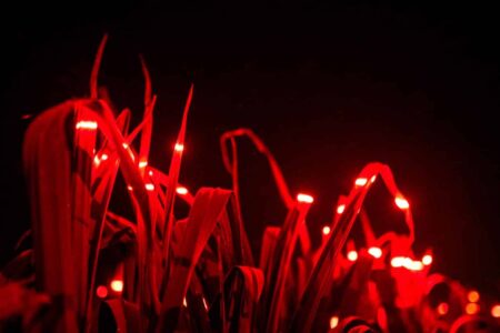 Agricultura sostenible. Studio Roosegaarde. Daan Roosegaarde | studio roosegaarde roomdiseno2