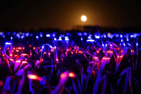 Agricultura sostenible. Studio Roosegaarde. Daan Roosegaarde | studio roosegaarde roomdiseno4