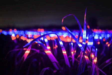 Agricultura sostenible. Studio Roosegaarde. Daan Roosegaarde | studio roosegaarde roomdiseno9