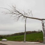 Symbiosis. Roxy Paine. Paisajes artificiales. Land Art | symbiosis