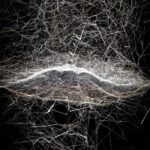 Tomás Saraceno. cambio climático | tomas saraceno roomdiseno3