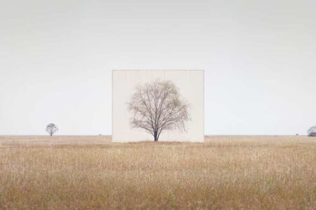 Tree...#3. Myoung Ho Lee. Yossi Milo Gallery. 2014. Arte y naturaleza | lmh03 001