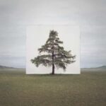Tree...#6. Myoung Ho Lee. Yossi Milo Gallery. 2014. Arte y naturaleza | 20130717 006