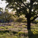 Vitra. Piet Outdolf. Paisaje con naturaleza | vitra architecture park24