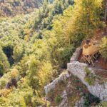 mirador de madera. Alpes italianos | archibse roomdiseno7
