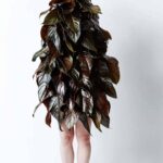 Leaf Man. El arte floral de Azuma Makoto | leaf_man azuma_makoto roomdiseno3