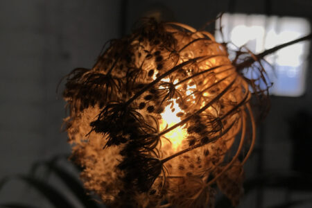 Semilla. Max Milà Serra. Diseñadores españoles. Rising Talents. Maison & Objet | semilla1 max mila serra
