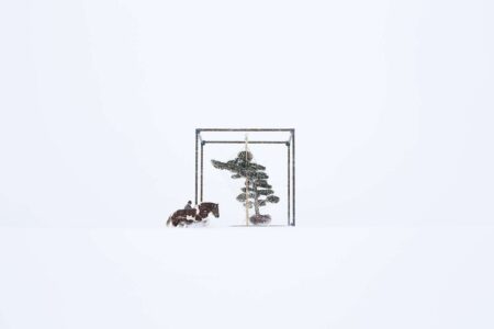Arte floral. Shikitou. Azuma Makoto | shikitou01