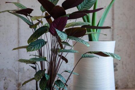 Plants. Better Future Factory. Diseño en Países Bajos