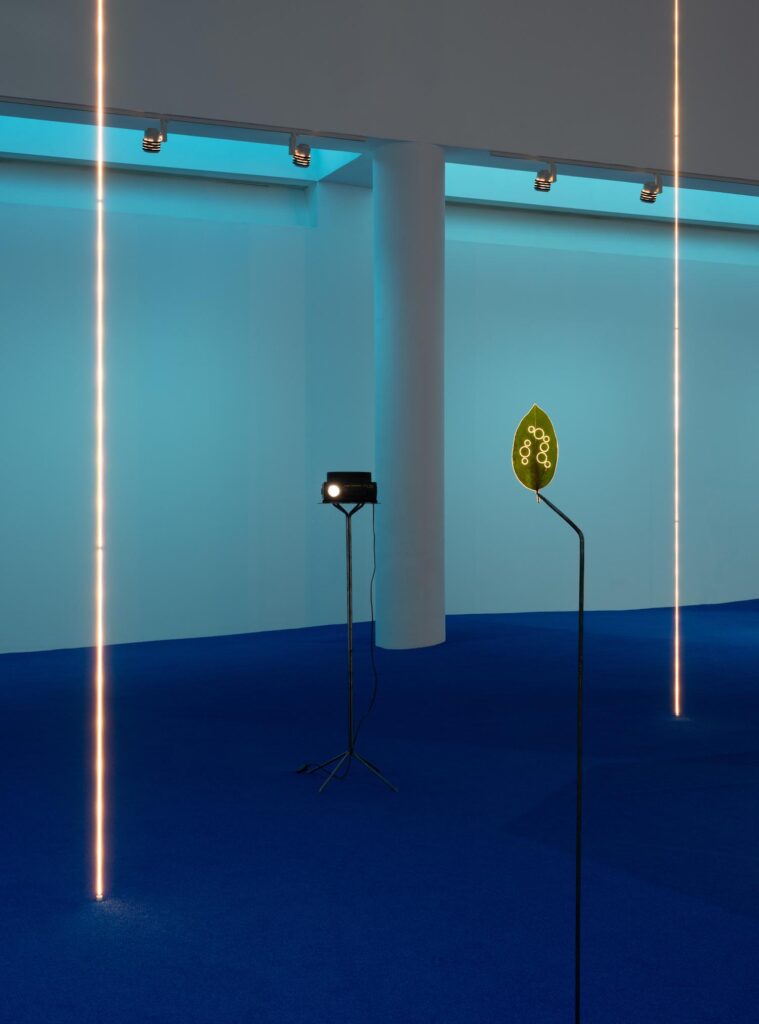Daniel Steegmann Mangrané, MACBA, arte contemporáneo